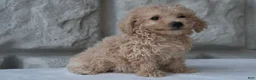 Bichpoo dogs for sale: Max - Ad 1