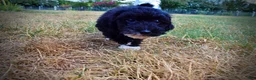 Havapoo dogs for sale: Kudos - Ad 12