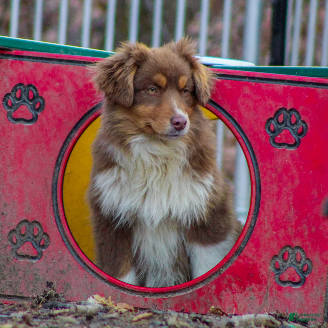 Mixed Breed dogs for sale: Mya - Ad 2