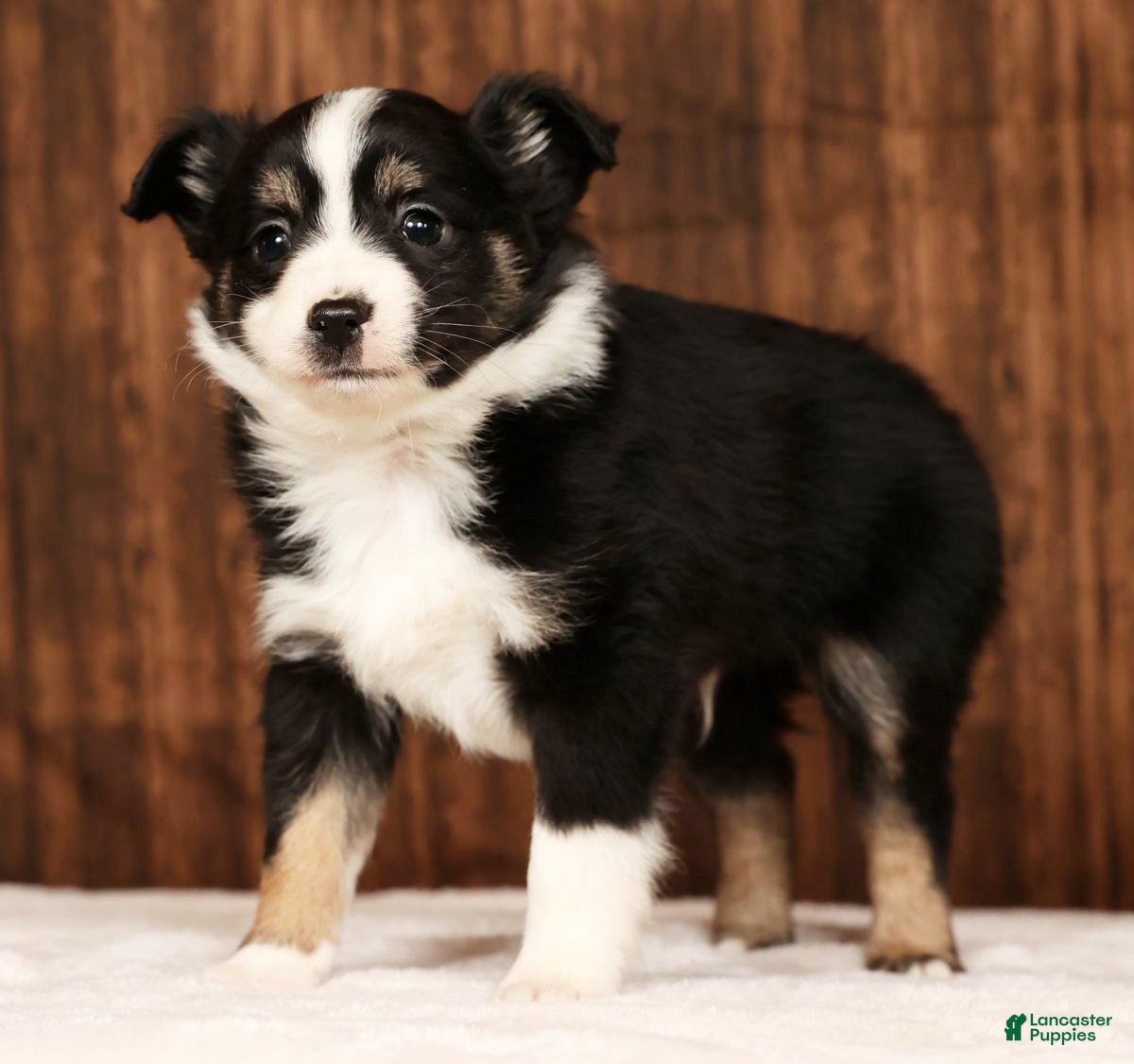 Miniature Australian Shepherd dogs Raptor - Ad 1