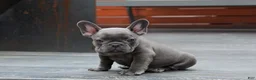 French Bulldog dogs for sale: Bentley Blue - Ad 6