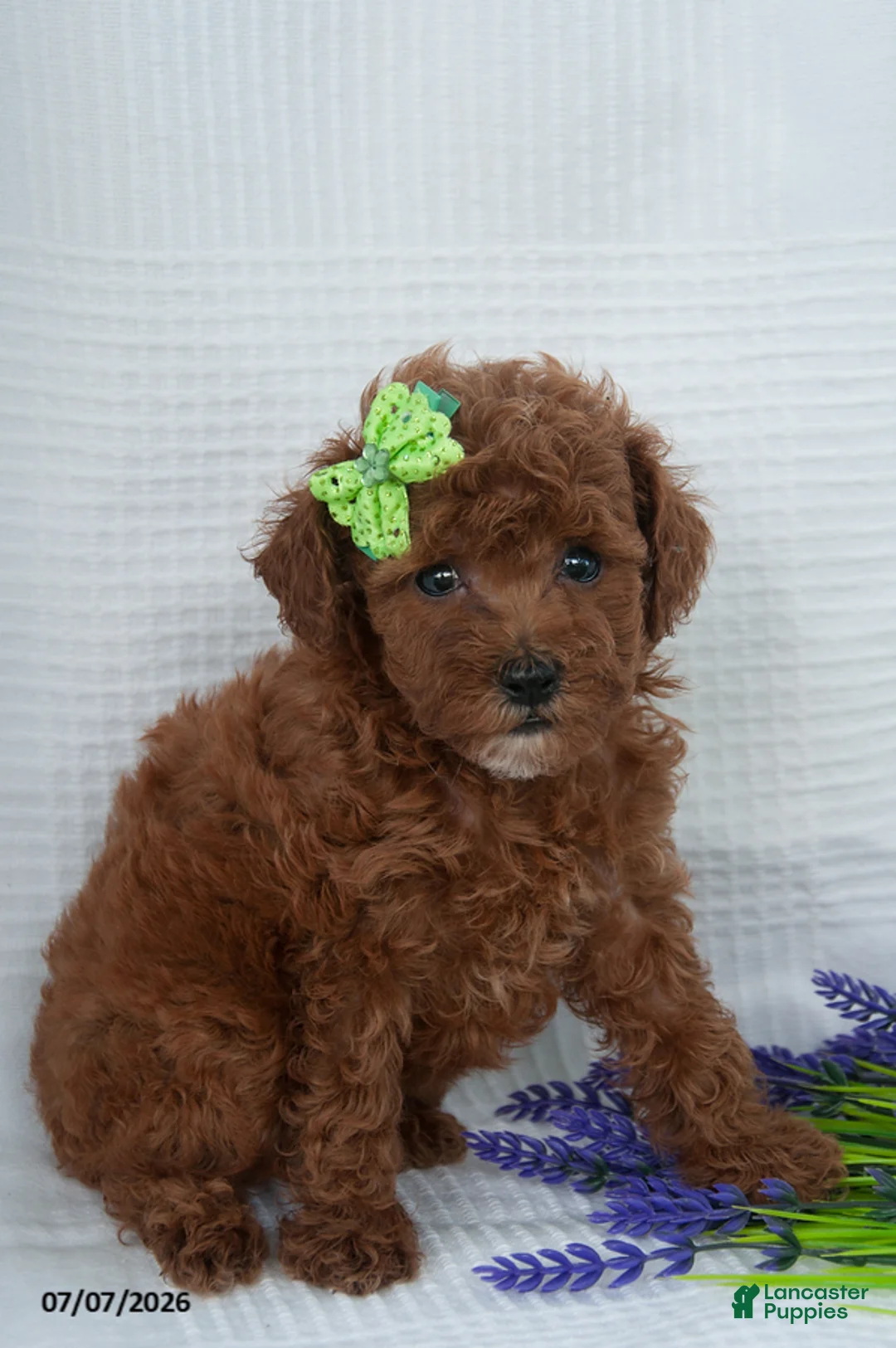 Toy Poodle dogs for sale: Amber - Ad 1