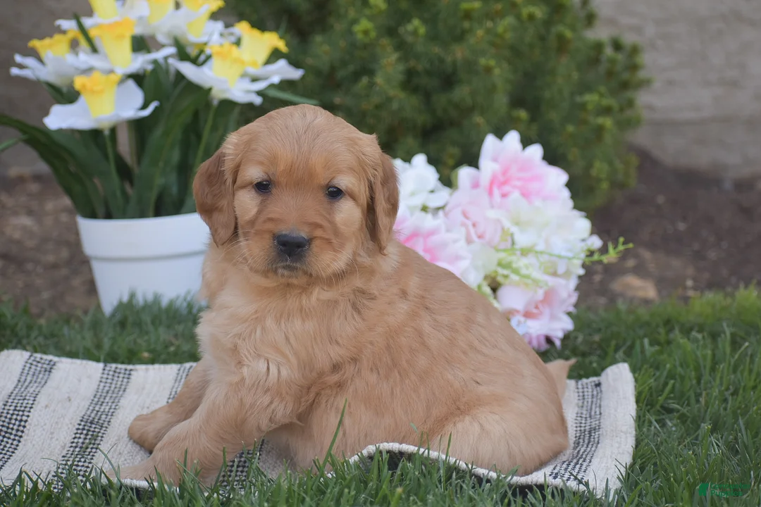 Golden Retriever dogs for sale: Matt - Ad 2