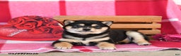 Shiba Inu dogs for sale: Barbie - Ad 4