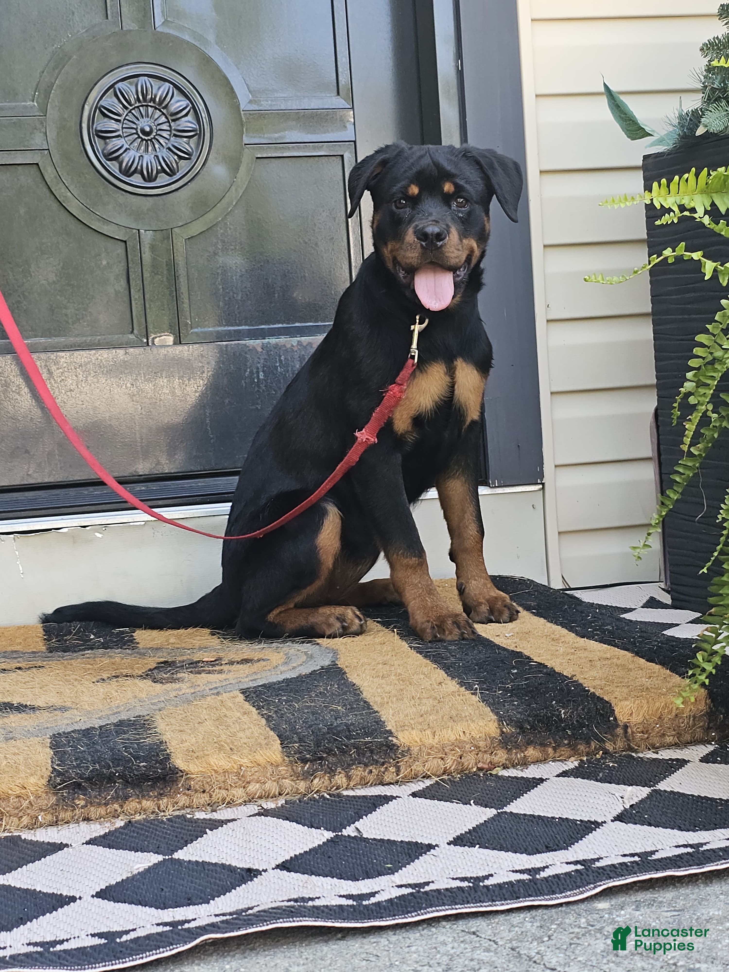 Rottweiler dogs Rottweiler 1 - Ad 15