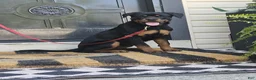 Rottweiler dogs for sale: Rottweiler 1 - Ad 1