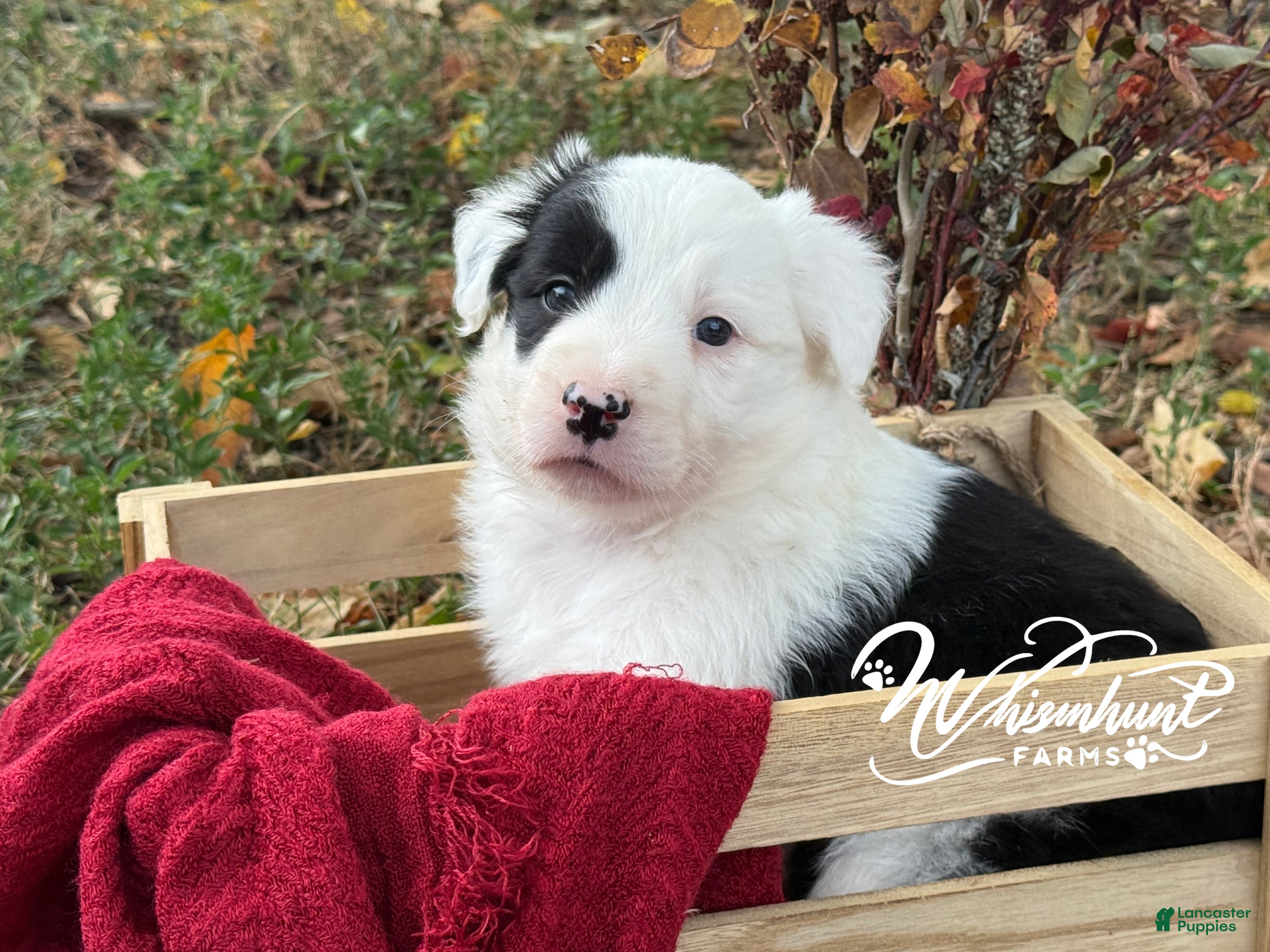Border Collie dogs for sale: Patsy - Ad 30