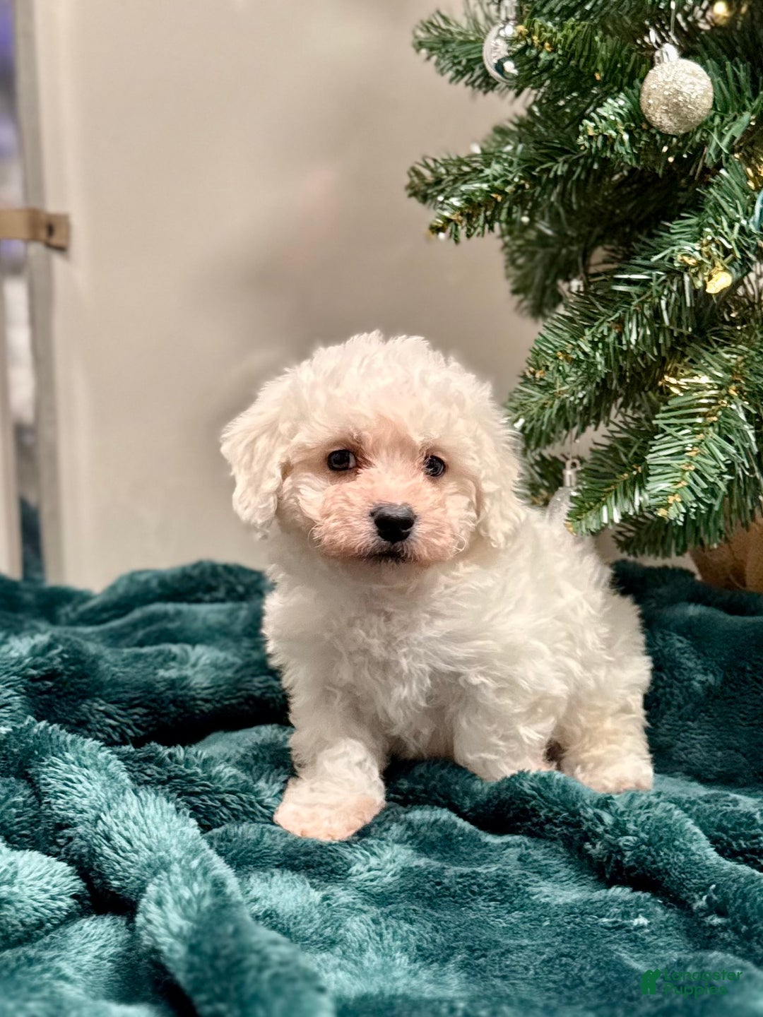 Bichon Frise dogs for sale: Carter ACA - Ad 2