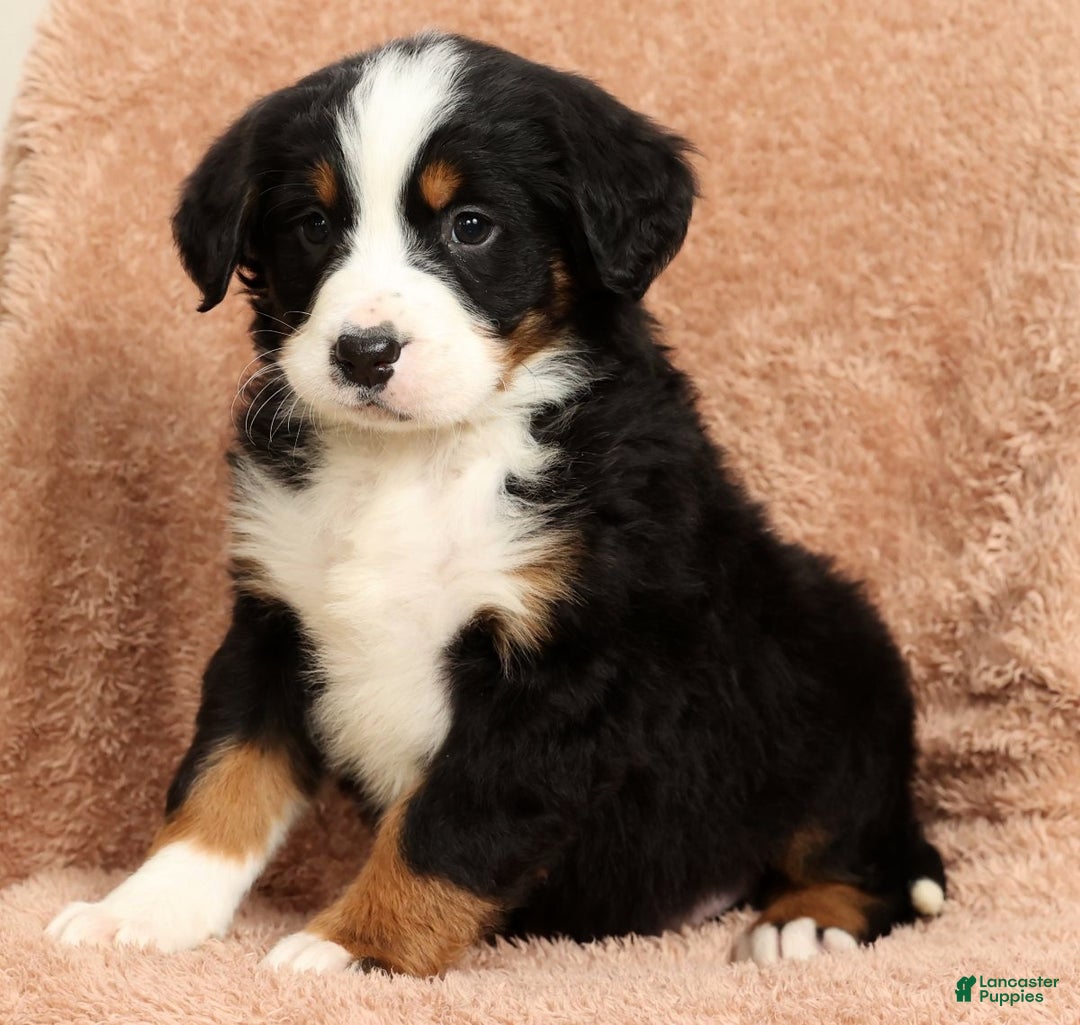 Bernese Mountain Dog dogs for sale: King - Ad 8