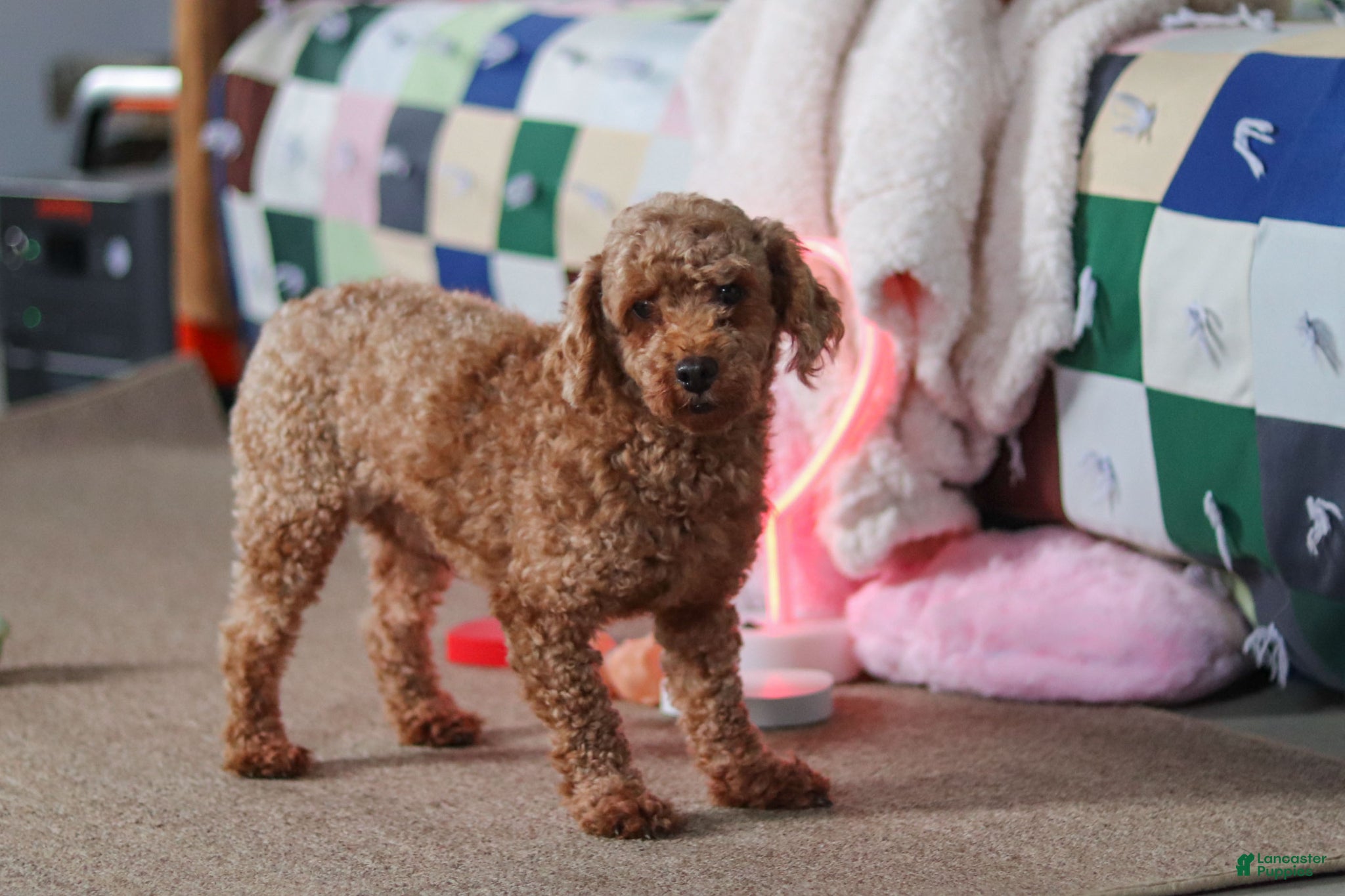 Cavapoo dogs for sale: Henry - Ad 10