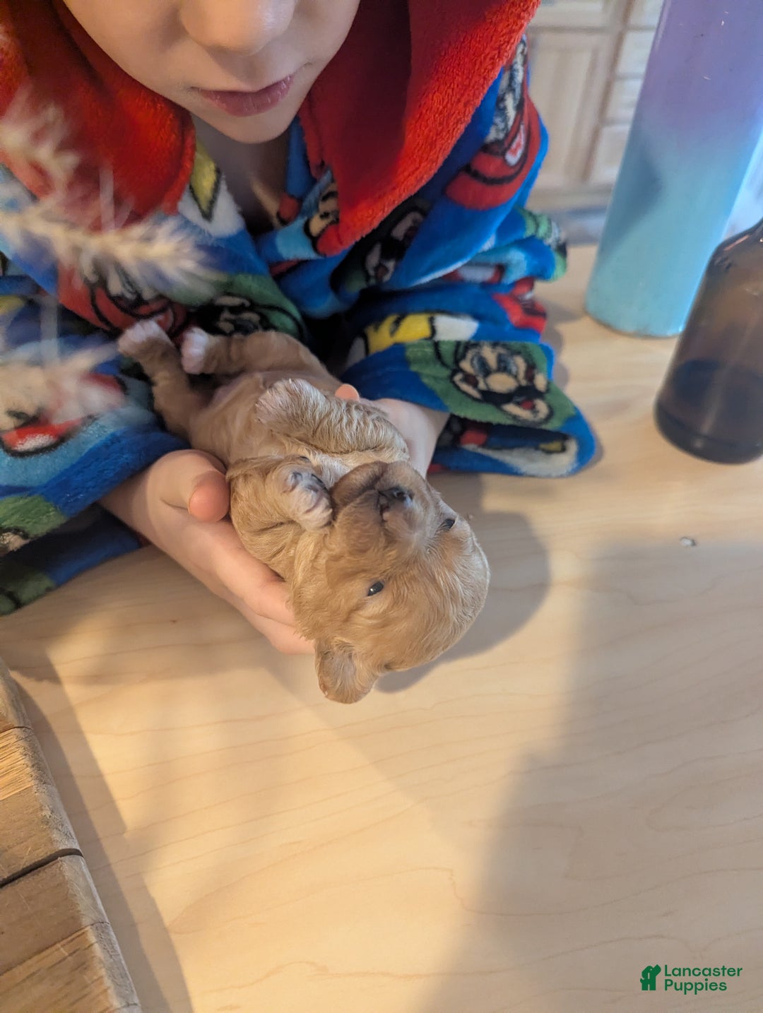 Mixed Breed dogs for sale: Luna  - Ad 13