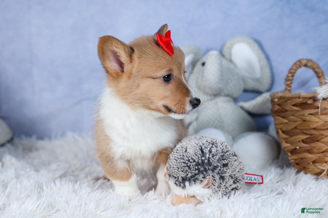 Welsh Corgi Pembroke dogs for sale: Alex - Ad 7