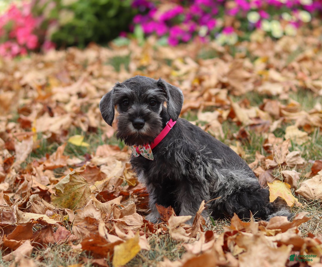 Miniature Schnauzer dogs for sale: Millie - Ad 33