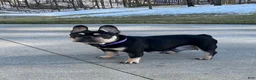 French Bulldog dogs for sale: Avery - Ad 10