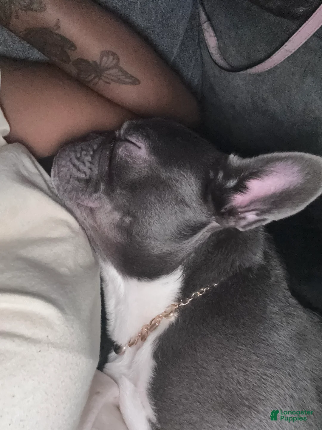 French Bulldog dogs for sale: French Bulldog Puppy 1 - Ad 2