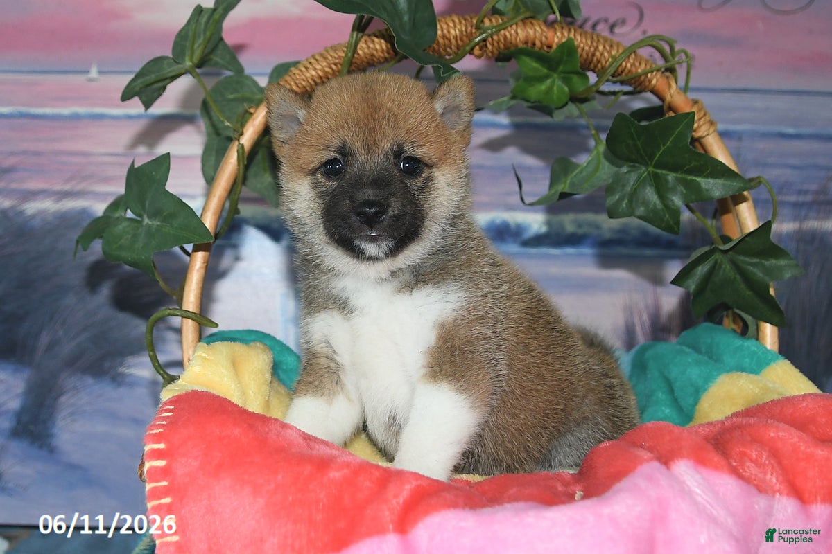 Shiba Inu dogs Julie - Ad 2