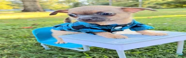 Chihuahua 1