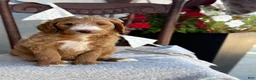 Goldendoodle dogs for sale: Capri - Ad 11