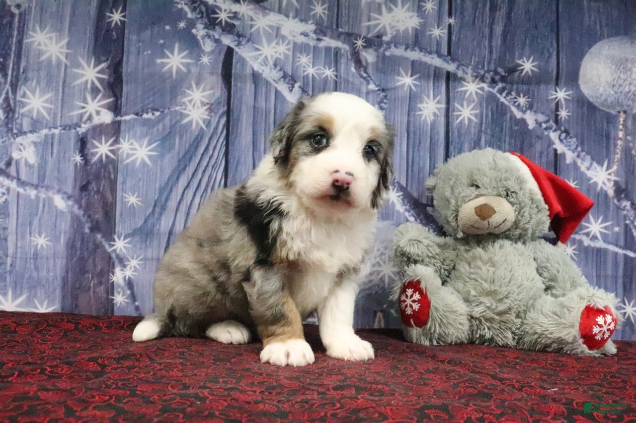 Bernedoodle dogs Dash - Ad 9