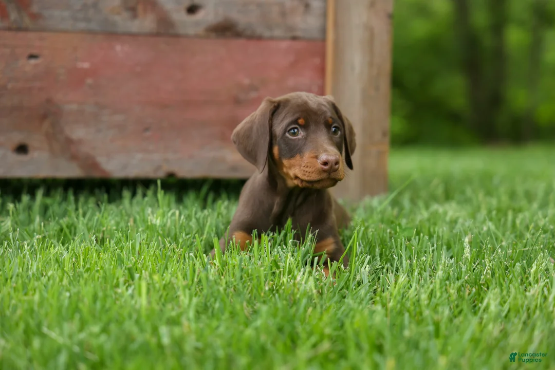 Doberman Pinscher dogs for sale:  Daisy (Red Rust) 🖤🐾 - Ad 1