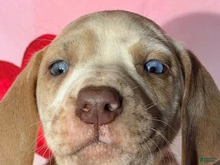 Great Dane dogs BECKY -FAWNEQUIN - Ad 34