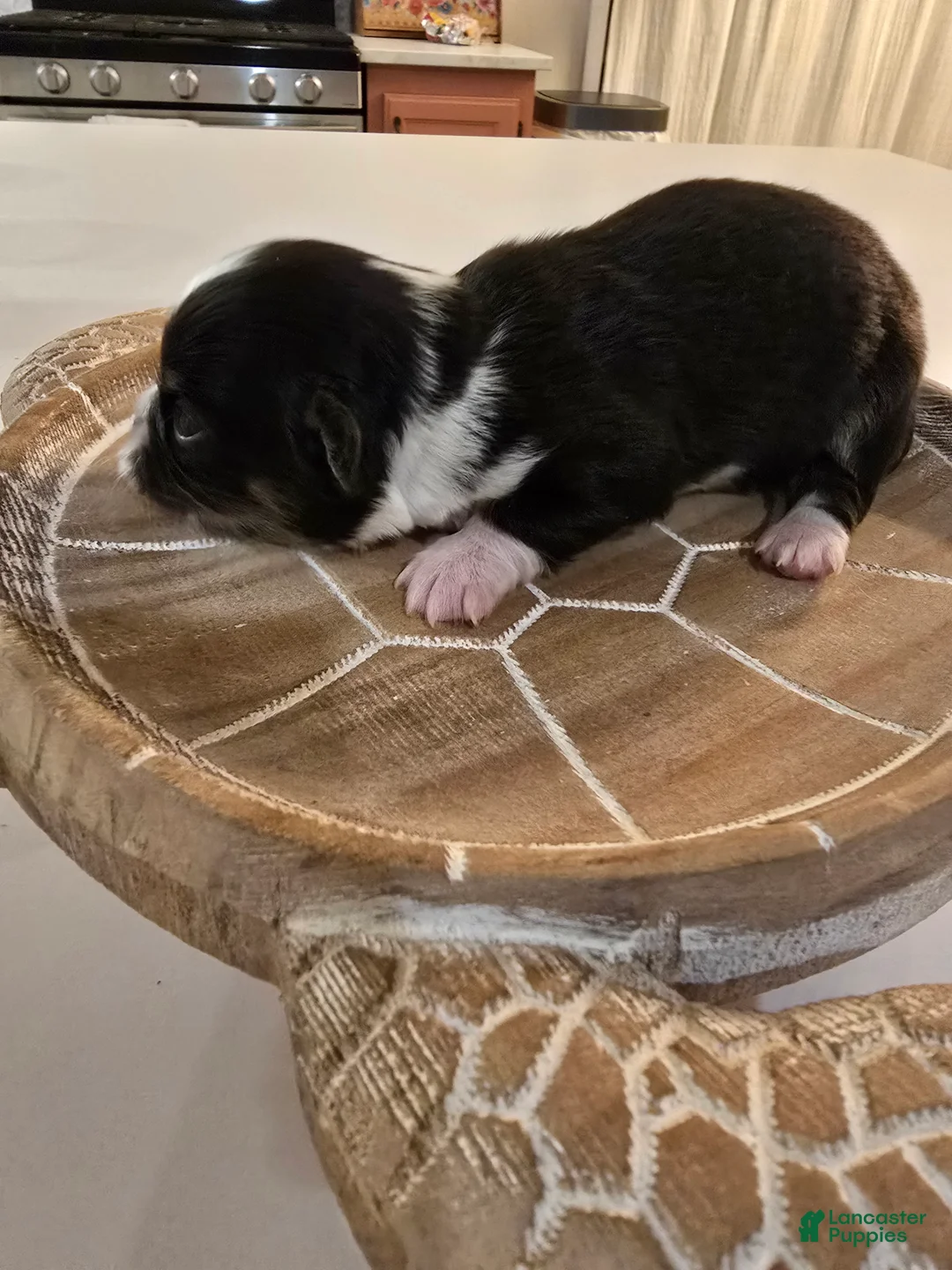 Chihuahua dogs for sale: Lizzy  - Ad 2