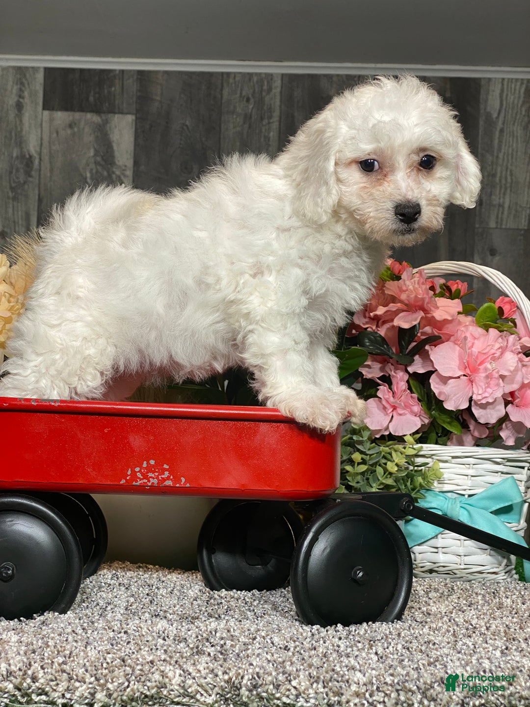 Bichon Frise dogs for sale: Brandy  - Ad 2