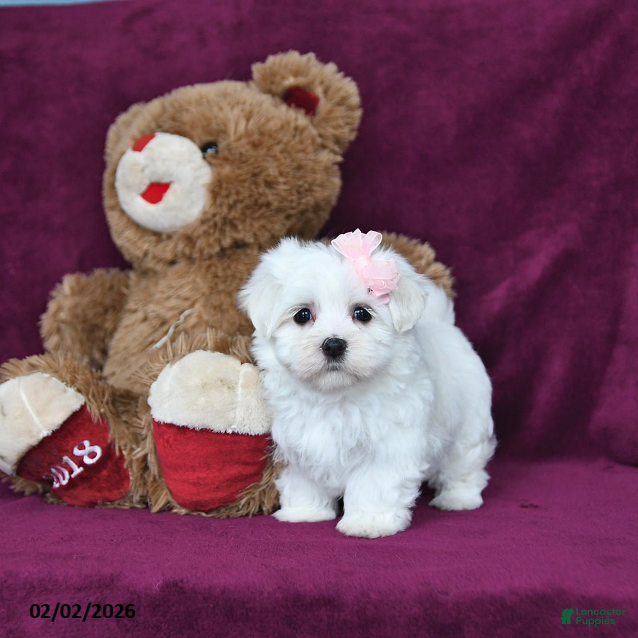 Maltese dogs Valentina - Ad 1