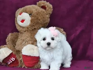 Maltese dogs Valentina - Ad 1