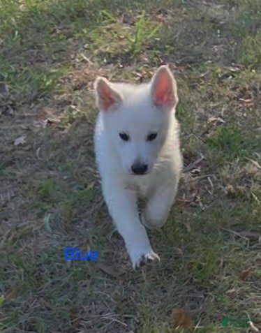 German Shepherd dogs for sale: Blue - Ad 31