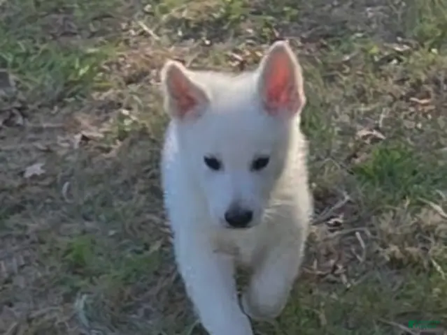 German Shepherd dogs for sale: Blue - Ad 31