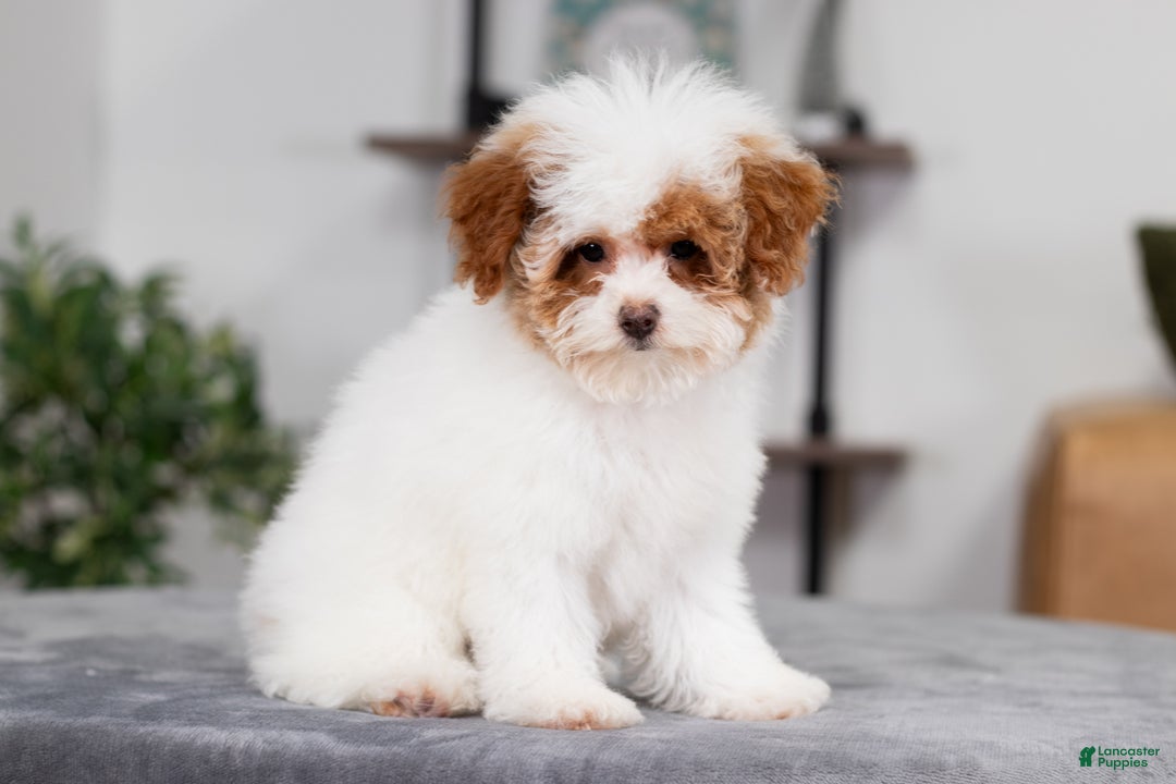 Miniature Poodle dogs for sale: Camilla - Ad 1