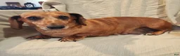 Miniature Dachshund dogs for sale: ROSIE - Ad 6