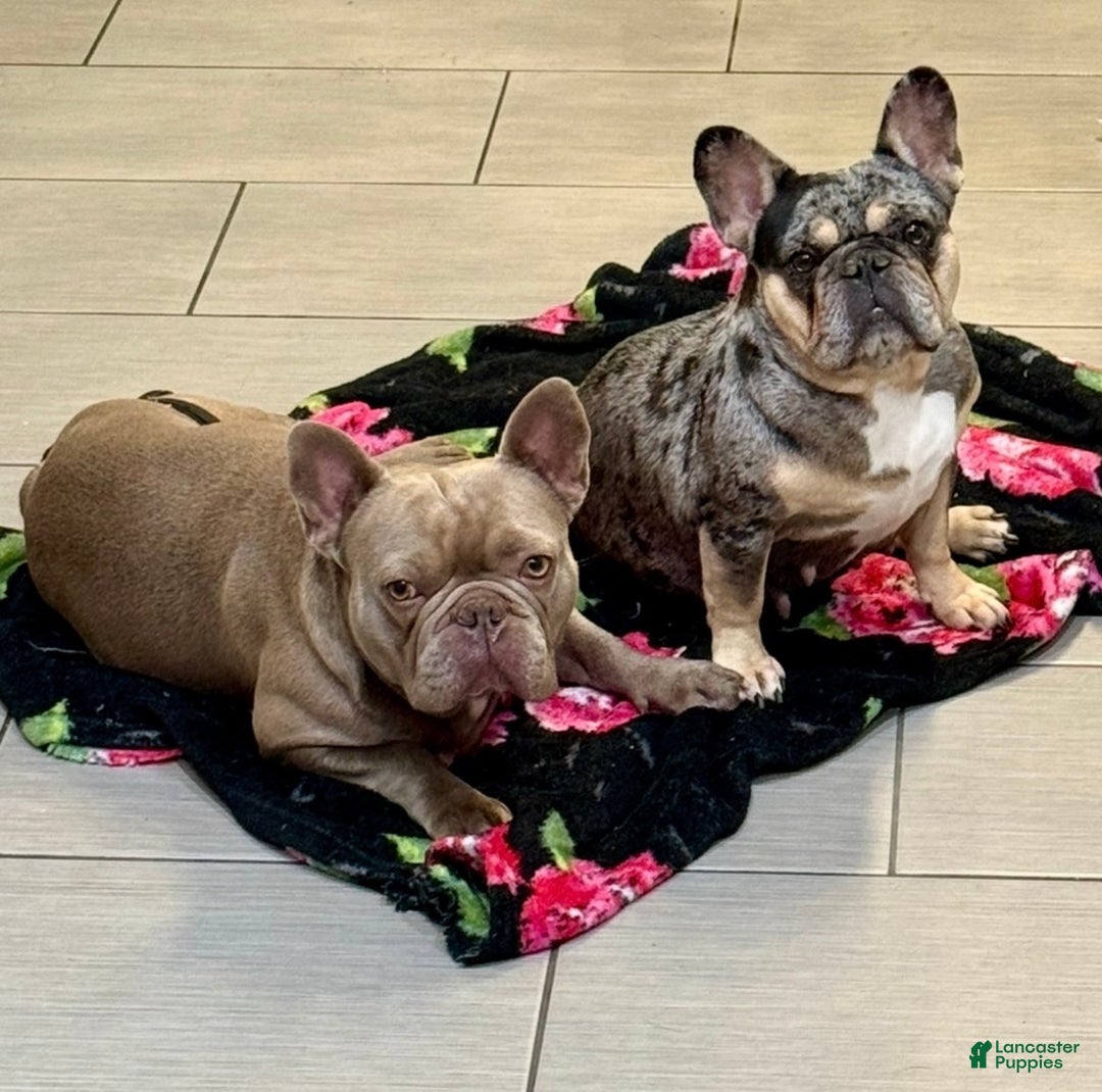 French Bulldog dogs for sale: Petey - Ad 15