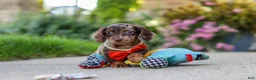 Miniature Dachshund dogs for sale: Benson - Ad 16