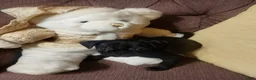 Mixed Breed dogs for sale: annie - Ad 2