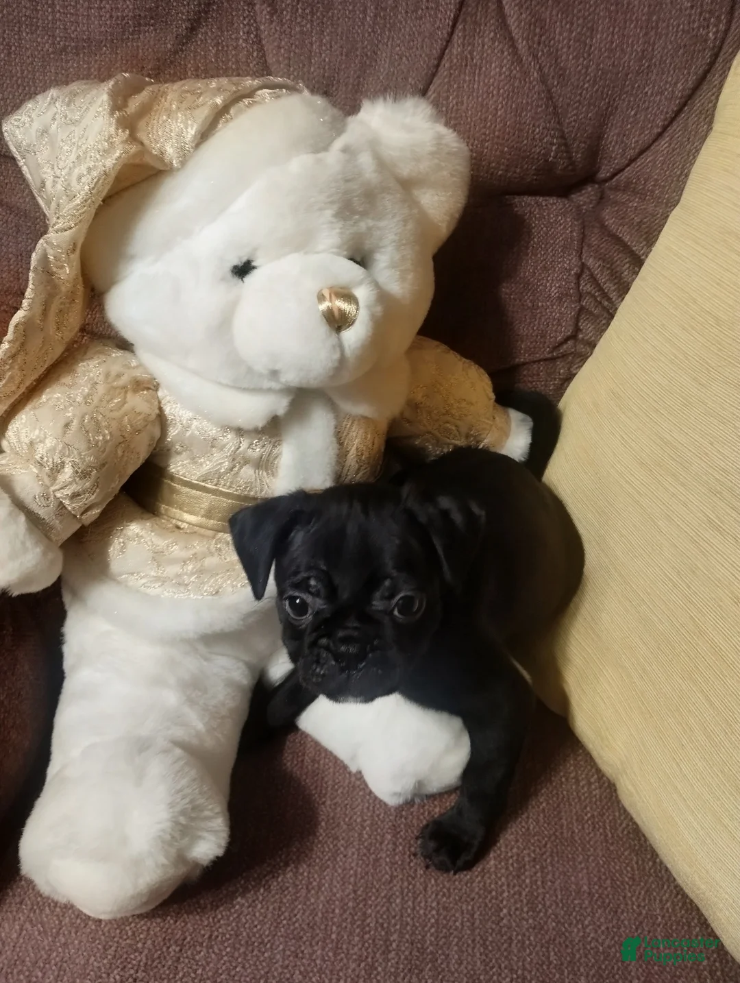 Mixed Breed dogs for sale: annie - Ad 2