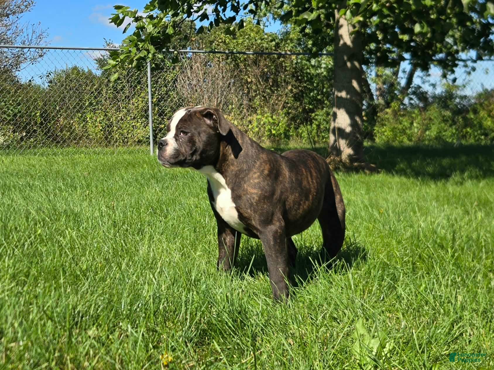 Henry, Olde English Bulldogge