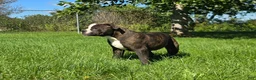 Olde English Bulldogge dogs for sale: Henry - Ad 1