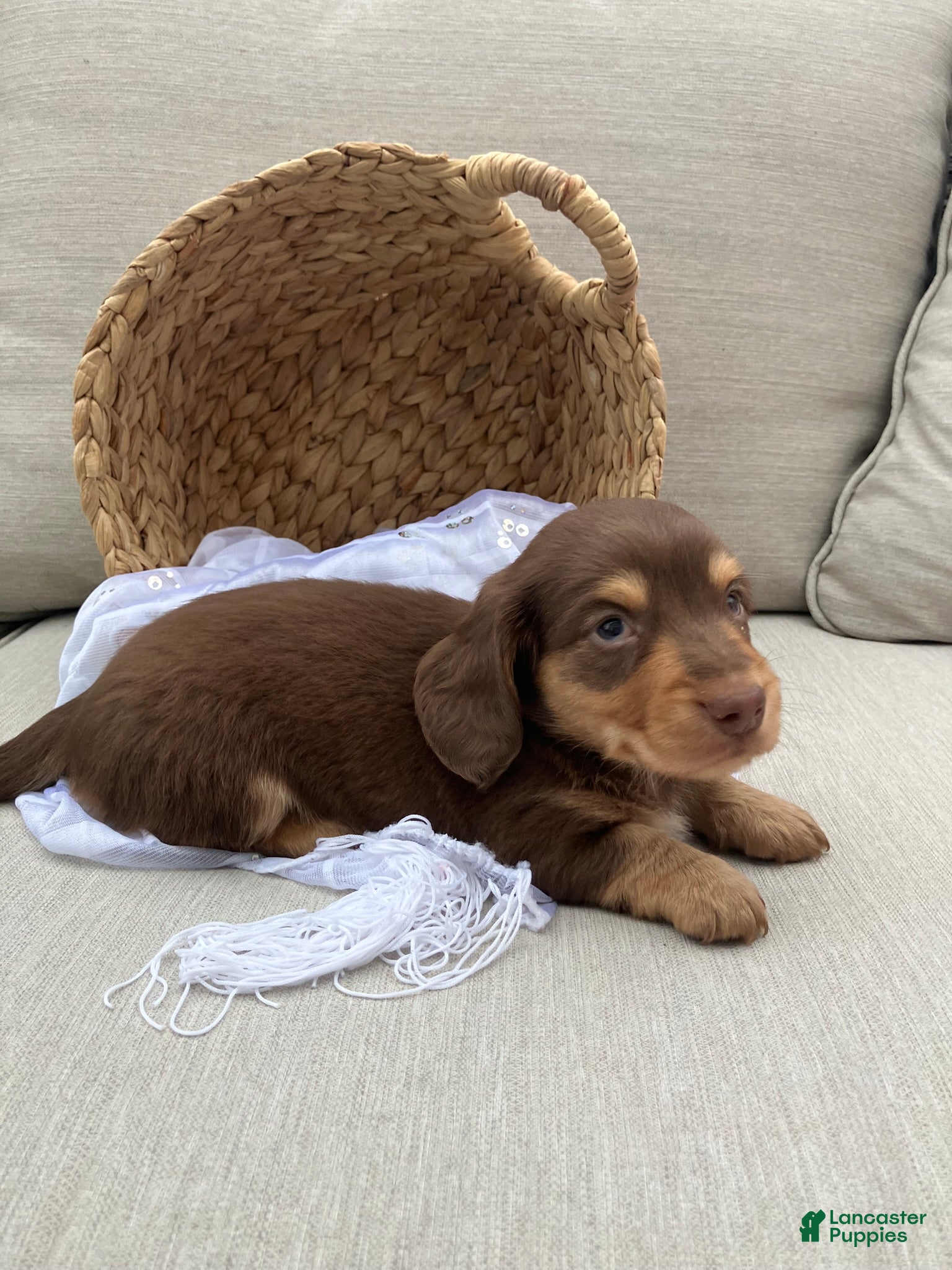 Miniature Dachshund dogs for sale: Charlie  - Ad 5