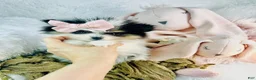 Pomeranian dogs for sale: Pomeranian 1 - Ad 3