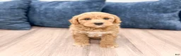 Mini Goldendoodle dogs for sale: Betsy - Ad 4