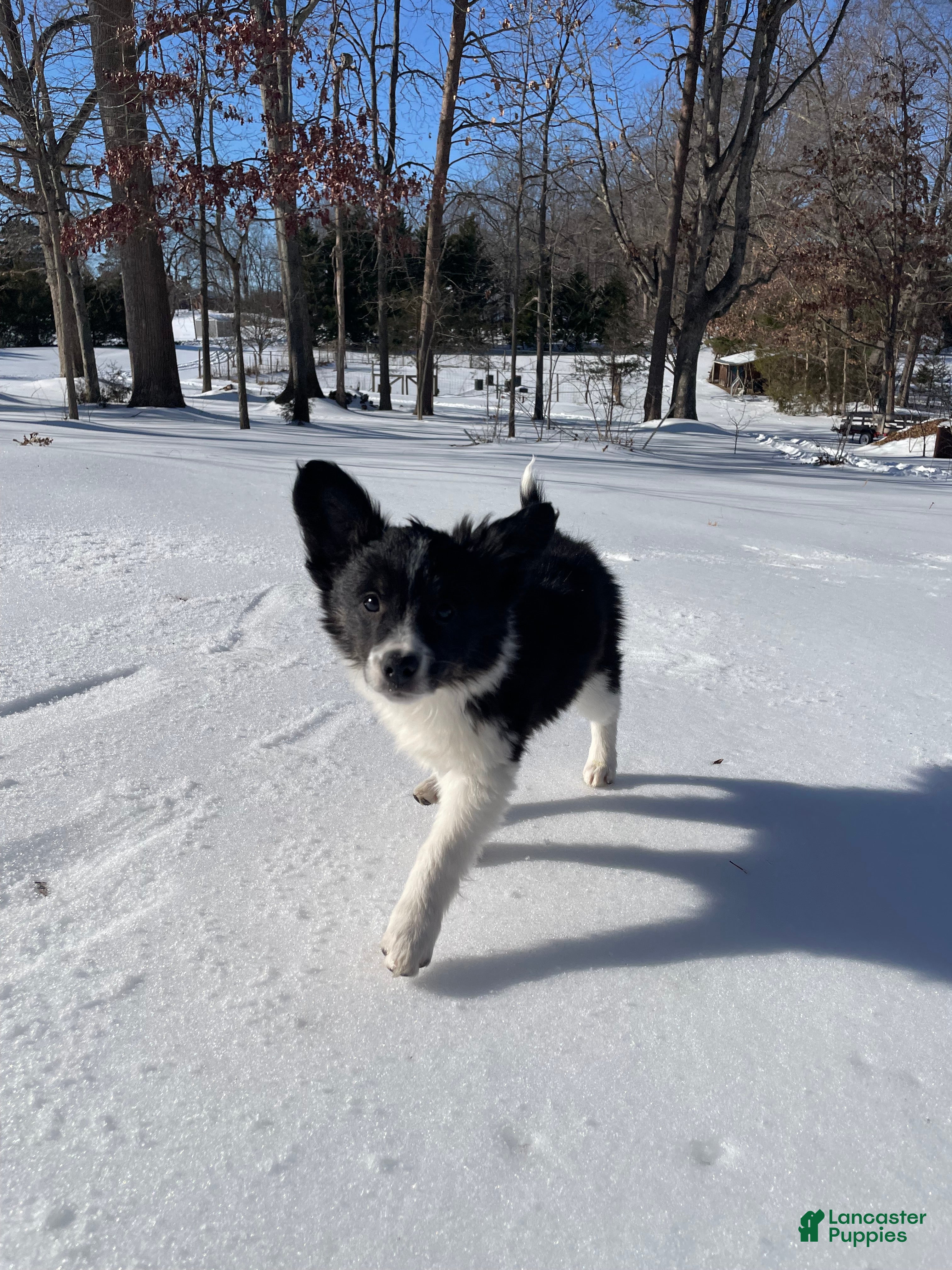 Mixed Breed dogs Zig Zig - Ad 32