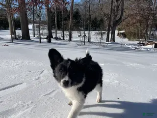 Mixed Breed dogs Zig Zig - Ad 32