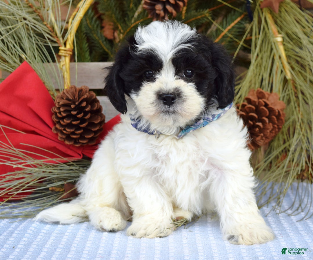 Teddy Bear dogs for sale: Bear - Ad 4