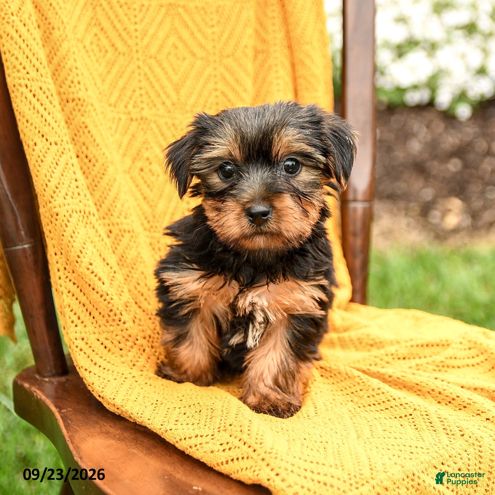 Yorkshire Terrier dogs Buddy - Ad 2