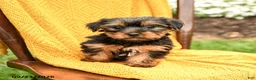 Yorkshire Terrier dogs for sale: Buddy - Ad 2