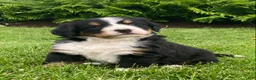 Bernese Mountain Dog dogs for sale: Alexa  - Ad 4