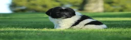 Newfoundland dogs for sale: Charlie  - Ad 6