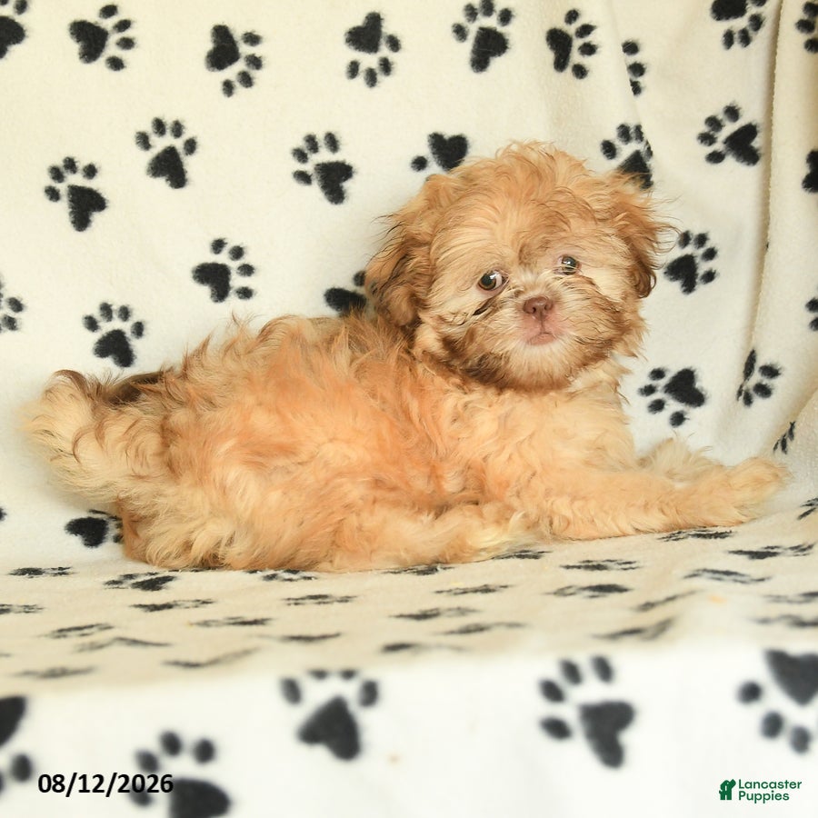 Shih Tzu dogs Sonny - Ad 2